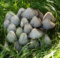 Coprinopsis strossmayeri