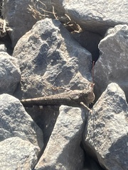 Trimerotropis verruculata