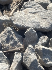 Trimerotropis verruculata