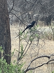 Lanius melanoleucus