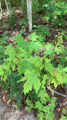 Acer floridanum