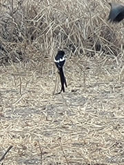 Lanius melanoleucus