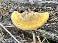 Fuscoporia gilva