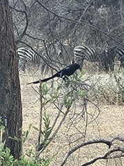 Lanius melanoleucus
