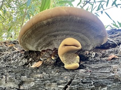 Fuscoporia gilva