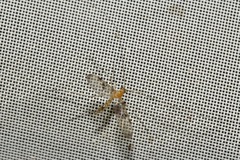 Macrocera phalerata