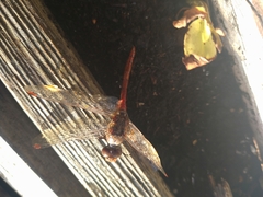 Sympetrum sanguineum