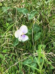 Centrosema virginianum