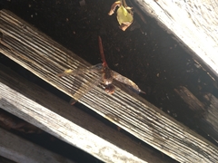 Sympetrum sanguineum