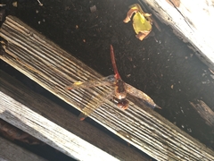 Sympetrum sanguineum