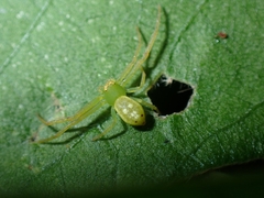 Diaea bipunctata