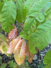 Oxydendrum