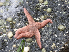 Pisaster brevispinus