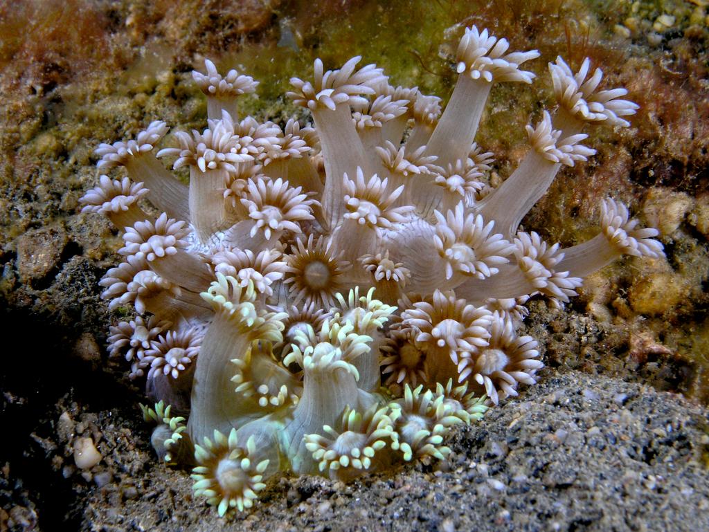Goniopora djiboutiensis