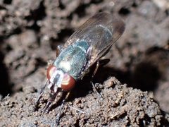 Stomorhina