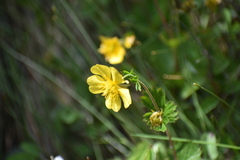 Geum calthifolium