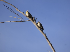Colaptes campestris campestroides