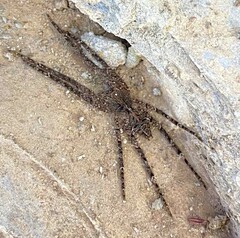 Ctenidae