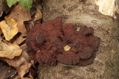 Daedaleopsis tricolor