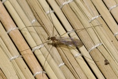 Trichocera annulata