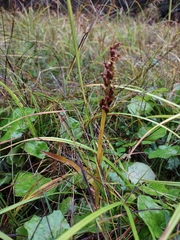 Spiranthes romanzoffiana