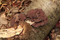 Daedaleopsis tricolor