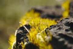 Tortula muralis muralis