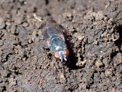Stomorhina