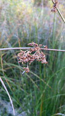 Juncus effusus