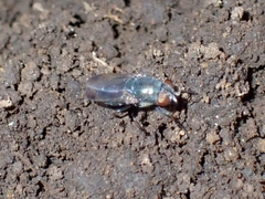 Stomorhina