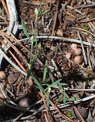 Polygonum sawatchense