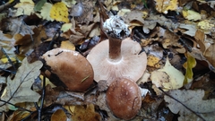 Leucocortinarius bulbiger
