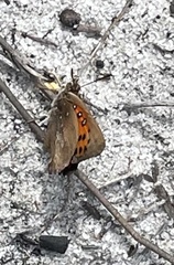 Capys alphaeus alphaeus