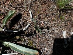 Polygonum sawatchense