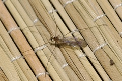 Trichocera annulata