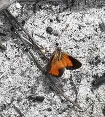 Capys alphaeus alphaeus