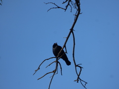 Molothrus rufoaxillaris