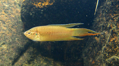 Hong Kong Paradise Fish photo 4