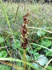 Spiranthes romanzoffiana