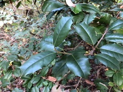 Ilex opaca