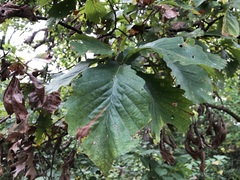 Quercus montana