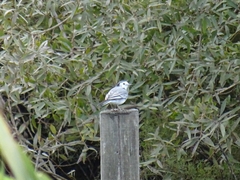 Motacilla alba alba