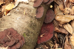 Daedaleopsis tricolor