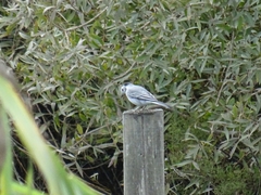 Motacilla alba alba