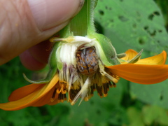 Euphoria subtomentosa