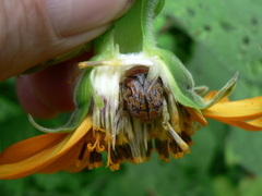 Euphoria subtomentosa