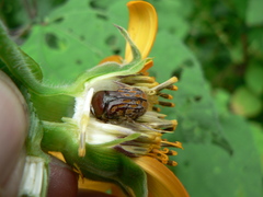 Euphoria subtomentosa