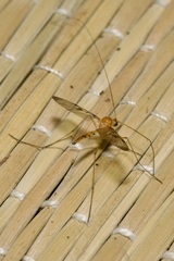 Macrocera phalerata