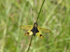 Libelloides longicornis