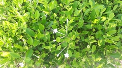 Ajugoideae